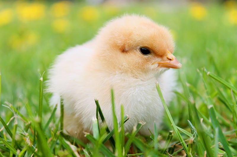 Egg Carton Chicks
